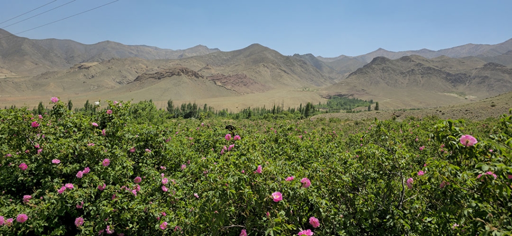 مزارع گل محمدی نطنز کجاست؟