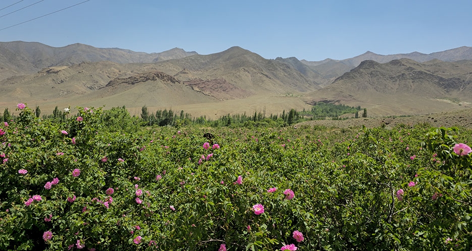 مزارع گل محمدی نطنز کجاست؟