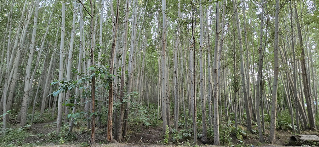 روستای سرارود مبارکه کجاست؟
