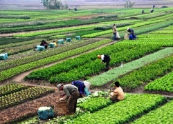 الزام بانک‌ها به اختصاص ۲۰ درصد تسهیلات کشاورزی 