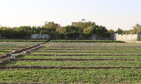 «راه روان»ی که راران شد