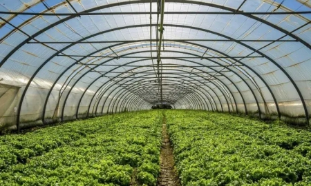 صادرات محصولات گلخانه‌ای اصفهان در سایه کم‌آبی؟