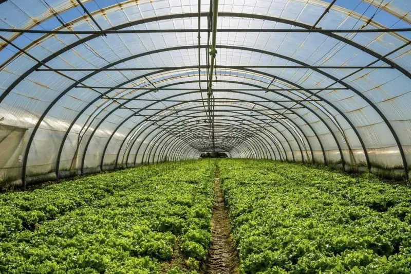 صادرات محصولات گلخانه‌ای اصفهان در سایه کم‌آبی؟