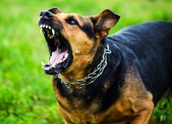 راه‌های پیشگیری از هاری