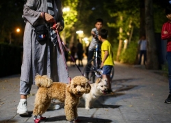 حقوق شهروندی زیر پای سگ‌ها