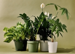 نکات کاربردی برای نگهداری گیاهان آپارتمانی در پاییز