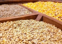 ورود مجلس به بحران افزایش قیمت نهاده‌های دامی