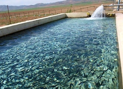 اصفهان؛ استانی بی‌دریا اما پیشتاز در شیلات ایران