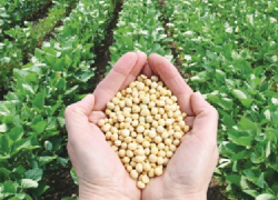 اصلاح بذر را  رقابتی کنید!