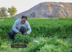 هم محله – محله راران