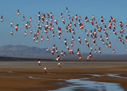 آغاز مهاجرت پرندگان به اصفهان همزمان با فصل سرما