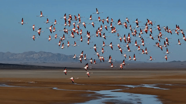 آغاز مهاجرت پرندگان به اصفهان همزمان با فصل سرما