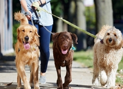  اجرای طرح «ساماندهی سگ‌گردانی» در اصفهان برای سلامت عمومی