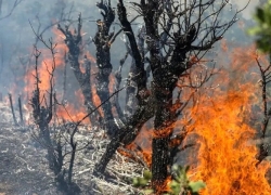 تلاش‌های گسترده برای مهار حریق جنگل‌ها ادامه دارد