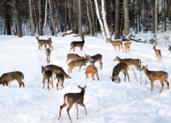 کوچ زمستانی؟!