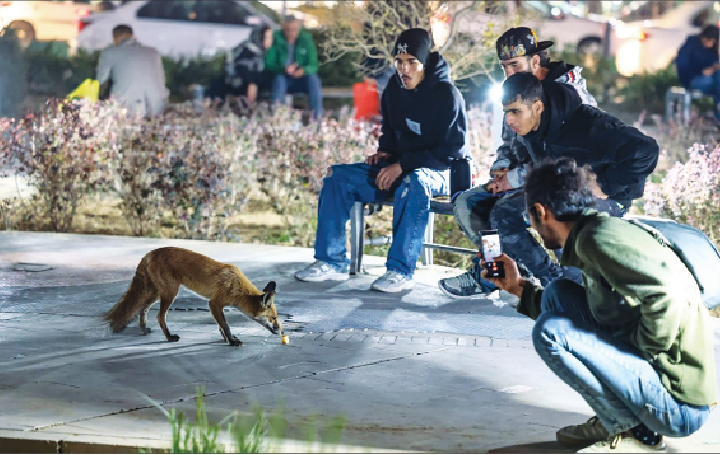رد روباه‌ها در شهر؟!