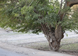 جاوان پرجنب‌وجوش