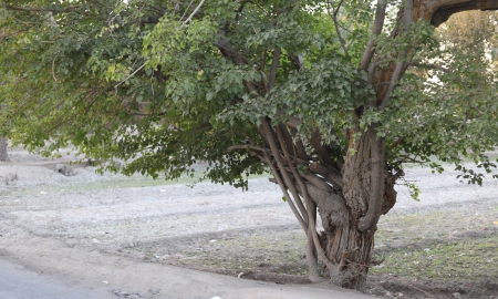 جاوان پرجنب‌وجوش