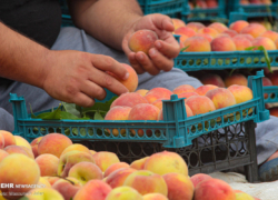 چند هلو برای لبخند چند هلو برای لبخند