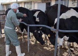 تب برفکی تولید شیر و گوشت را ۲۰ درصد کاهش داد