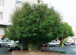 سکوت درختان زبان دیگری دارد! سکوت درختان زبان دیگری دارد!