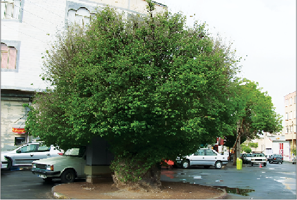 سکوت درختان زبان دیگری دارد!