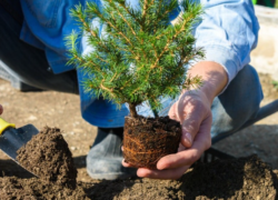 کاشت ۲۰ میلیون اصله نهال در اصفهان تا سال آینده