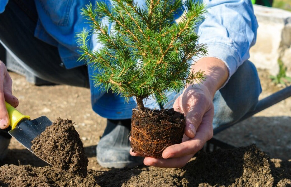 کاشت ۲۰ میلیون اصله نهال در اصفهان تا سال آینده