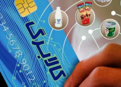 آغاز برداشت کالابرگ از فردا