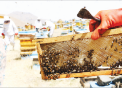 کارآفرینی بدون توقف