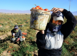 آغاز پوشش بیمه‌ای برای ۵۵۰۰ فعال مشاغل خرد روستایی