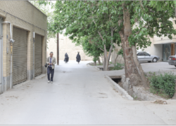بیشه‌ای که هنوز نفس می‌کشد