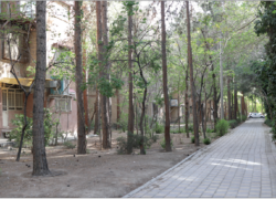 زندگی در سایه درختان