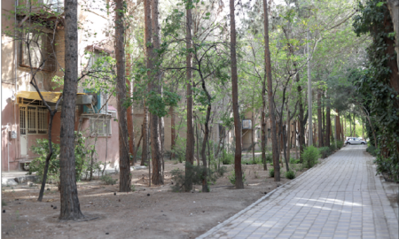 زندگی در سایه درختان