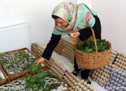 برنامه وزارت کار برای تقویت مشاغل خانگی
