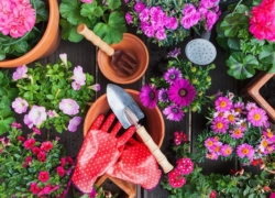 راهنمای کامل کاشت و نگهداری بهترین گل‌های مناسب اردیبهشت