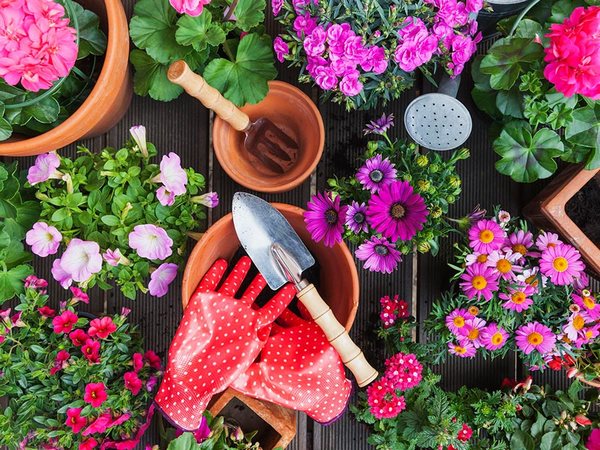 راهنمای کامل کاشت و نگهداری بهترین گل‌های مناسب اردیبهشت