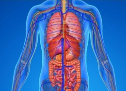پاکسازی بدن به روش طبیعی 