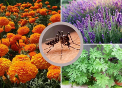  ۶ گیاه معطر برای دور کردن حشرات مزاحم