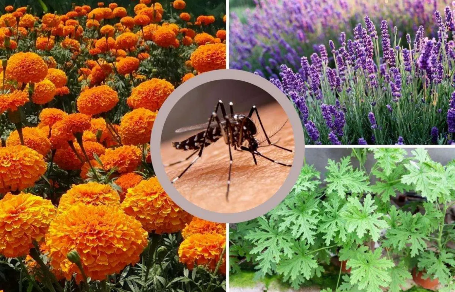  ۶ گیاه معطر برای دور کردن حشرات مزاحم