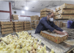 خطر بیخ گوش جوجه‌ریزی