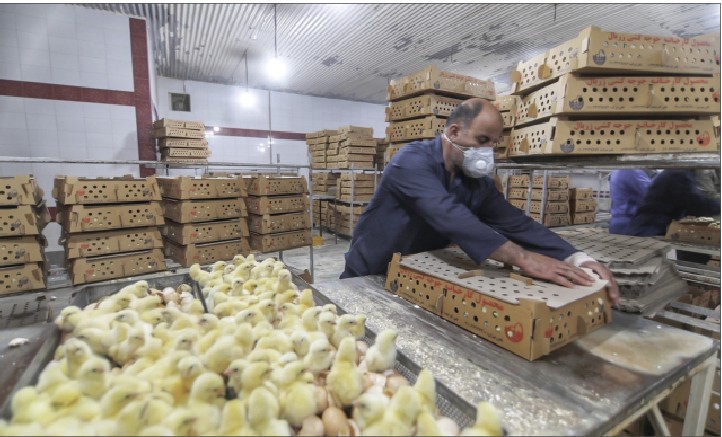 خطر بیخ گوش جوجه‌ریزی