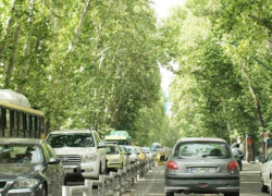 افزایش دما چگونه برخی درختان شهری را به منبع آلودگی تبدیل می‌کند؟