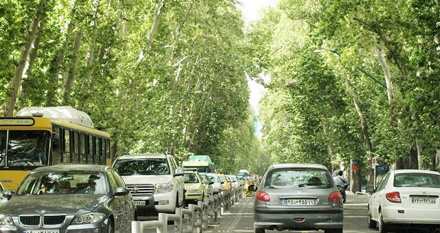 افزایش دما چگونه برخی درختان شهری را به منبع آلودگی تبدیل می‌کند؟