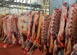 ثبت سفارش واردات گوشت از امروز آغاز شد 