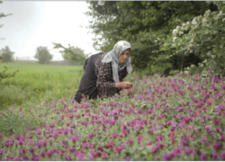 دستاوردهای طلای سبز  برای اصفهان