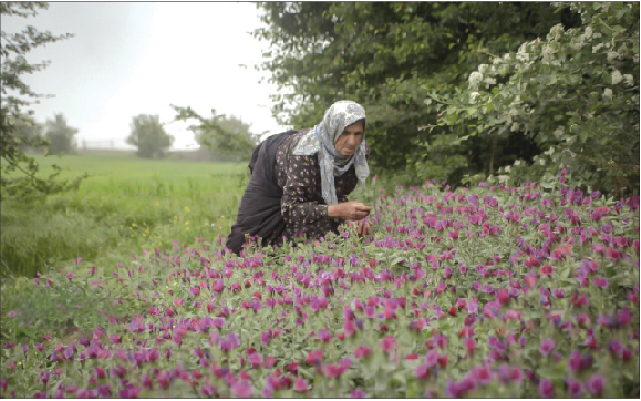 دستاوردهای طلای سبز  برای اصفهان