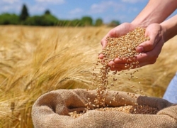در قیمت خرید گندم بازنگری کنید
