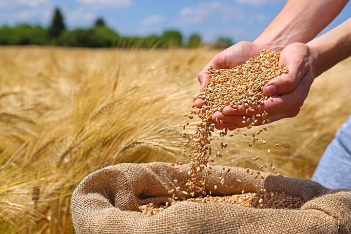 در قیمت خرید گندم بازنگری کنید