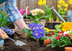 چه گل‌هایی برای کشت پاییزه مناسب هستند؟